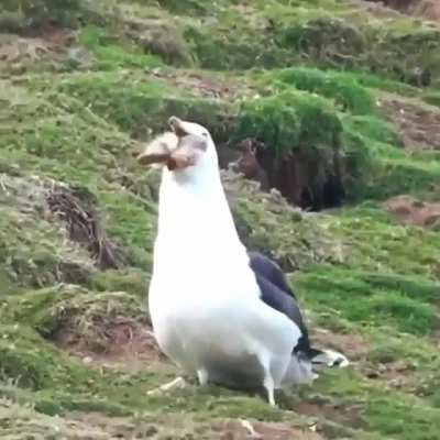 Just a bird eating a rabbit