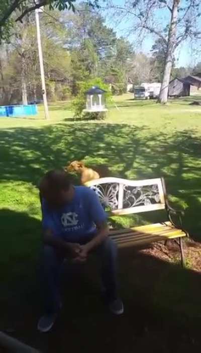 Dog doesn&rsquo;t recognize owner after weight loss until he sniffs him.