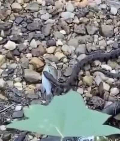 "Bro I could save this fish"