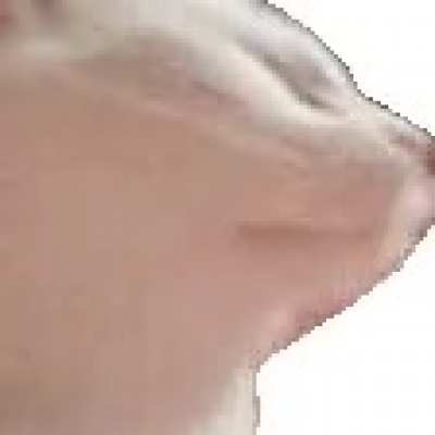 Add catJAM