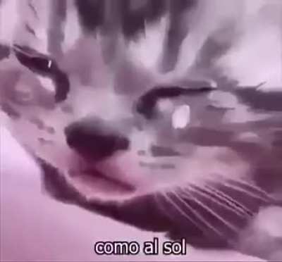 so esses gatinho memo