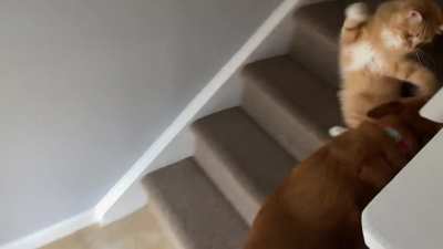 He always has to &ldquo;hug&rdquo; the dog on her way up the stairs