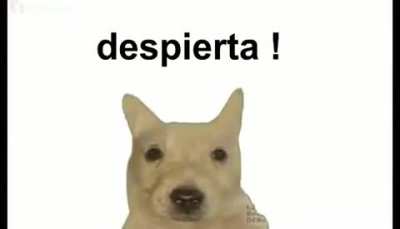 DESPIERTEN