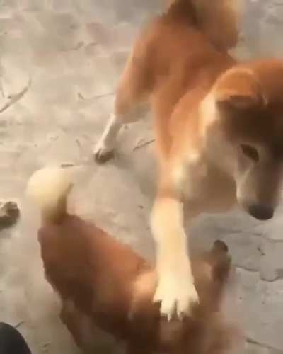Petting the puppy