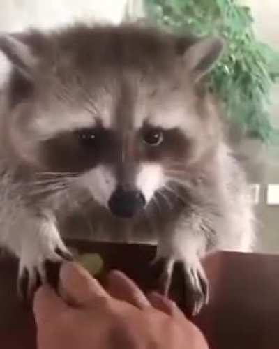 Mr. Raccoon won't let you touch his grapes.