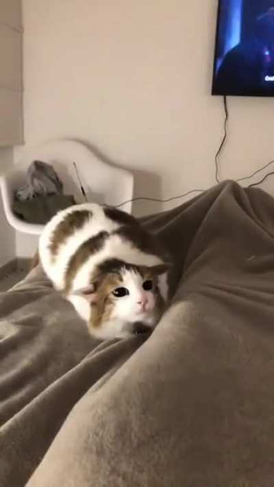 a wiggling cat