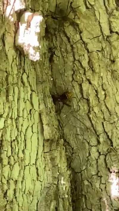 I&rsquo;m super arachnophobic and didn&rsquo;t notice the spider until it attacked the hornet