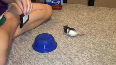 Oreo doing her "read a sign" trick!