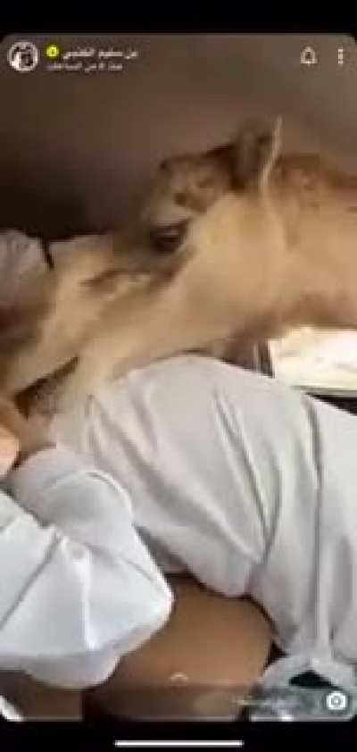 Feeding a camel