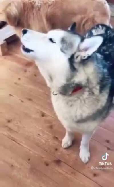 huskies are made for this sub