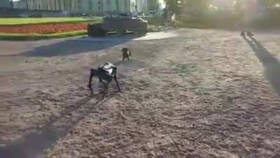 В Петербурге прошла знаменательная встреча: робот-пес Boston Dynamics встретился с настоящими питерскими псами. Никого не расчленили.