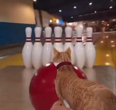 Cat Fantastic