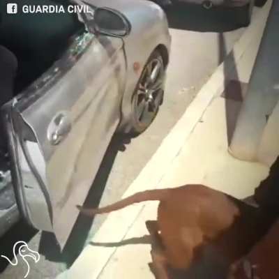 Hero saves dog.