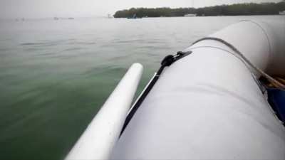 Saving a dog from a sinking ship