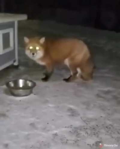 I personally came for pets