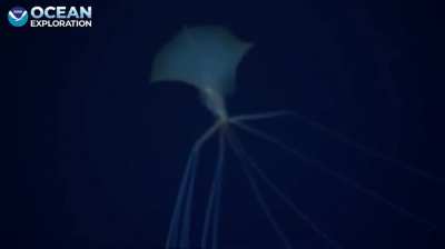 RED ALERT!! MAGNAPINNA ON OKEANOS JUST NOW!!!!!