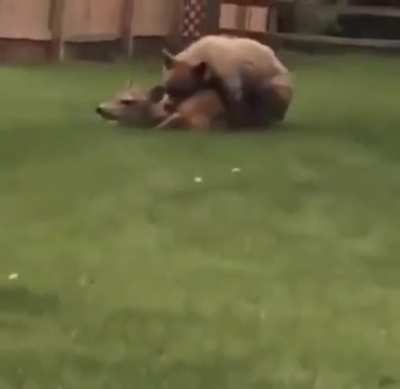 A bear brutally taking down a deer in someone&rsquo;s backyard