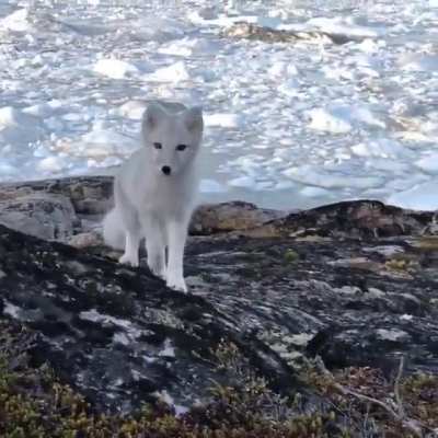 The Arctic fox has the warmest pelt of any animal found in the Arctic, enduring temperatures as low as -50 &deg;C before its metabolism increases to provide warmth
