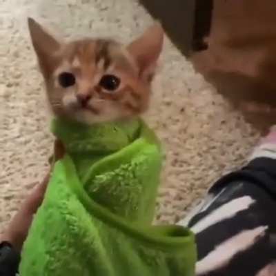 Indignant purrito