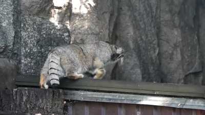 Moscow Zoo reports that Pallas's cat Timofey has begun to fatten up (preparing for winter)