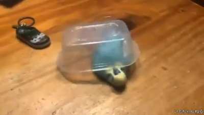 Bird box