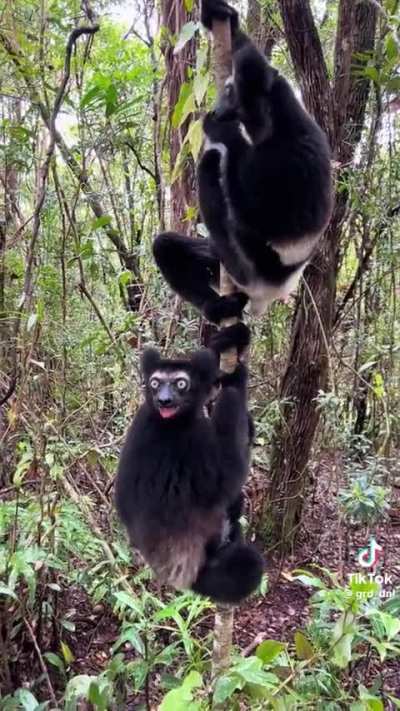Lemurs
