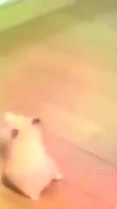 i think its a perfectly cut scream