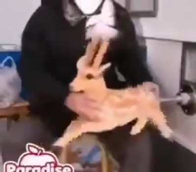 cursed_hentai