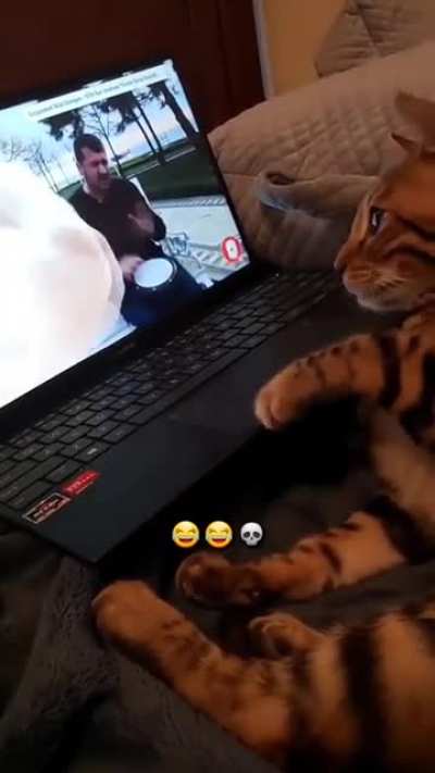 My Bengal dancing 😆