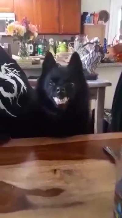 I think my dog is possessed&hellip;