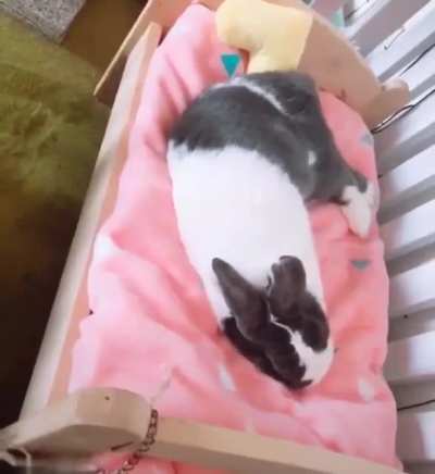 Bunny fluffing her bed for night night time