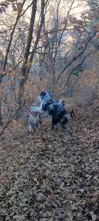 Crazy doggies 😆