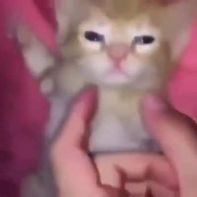 moldy cat