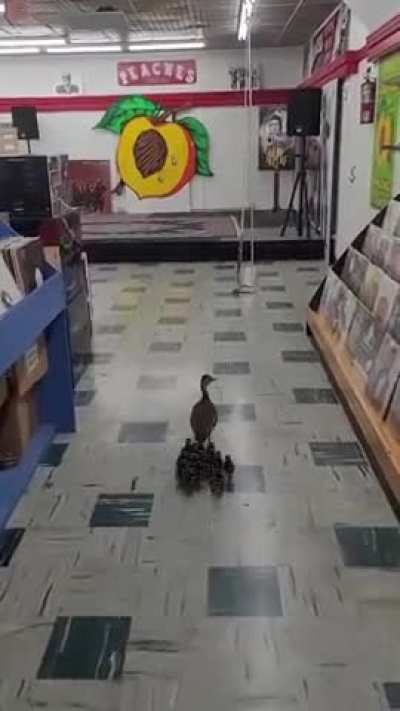 What record are these ducks looking for?
