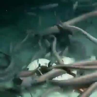 🐟