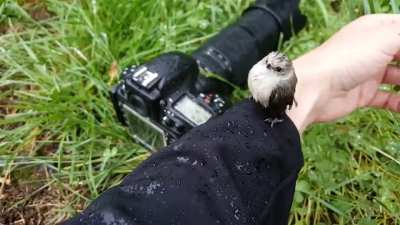 Bushtit buddy
