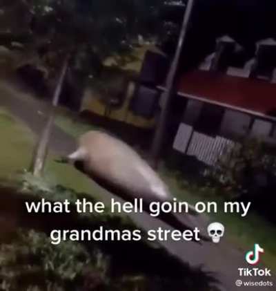 Grandmas place been wildin