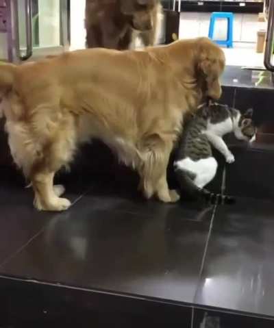 Don&rsquo;t bring a dog to a cat fight&hellip;