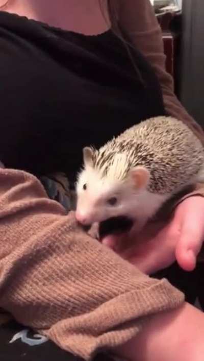 Give me pets!
