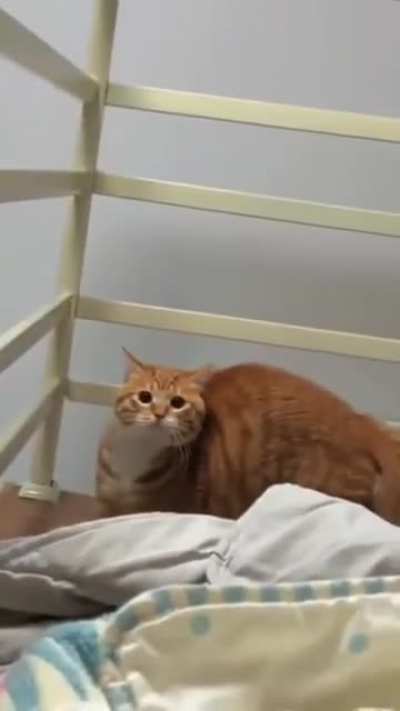 How quick is your cat? 