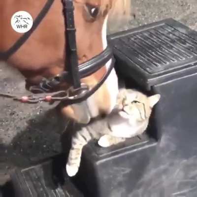 Cat dies inside