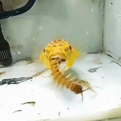 It must feed