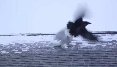 Persistent Raven tries to befriend an Owl