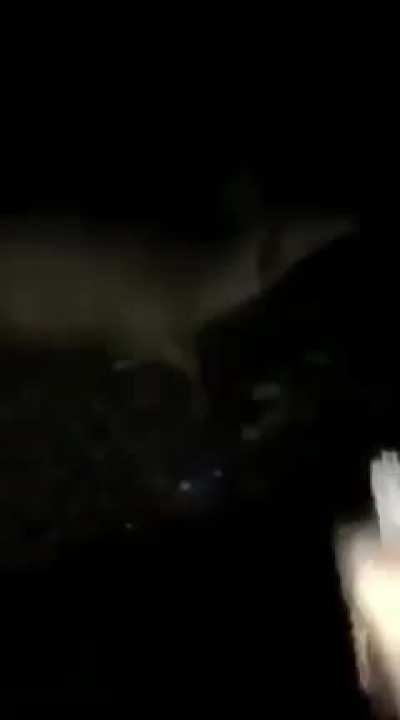 Cursed_deer