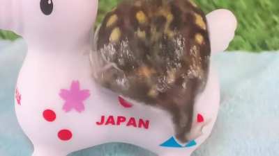Lovely froggy lumps.