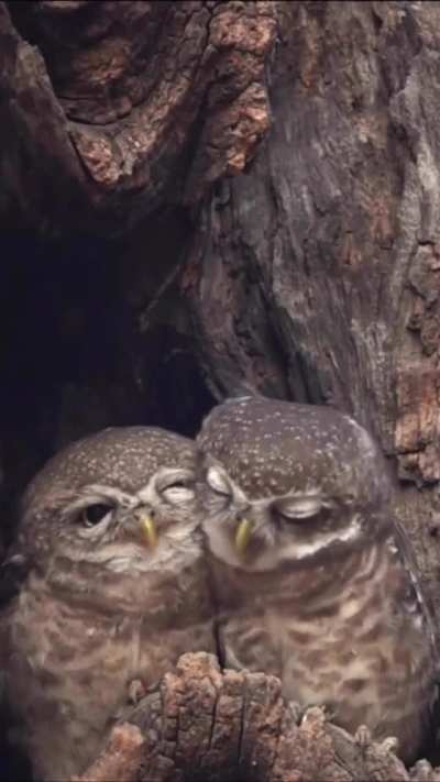 A pair of hooters