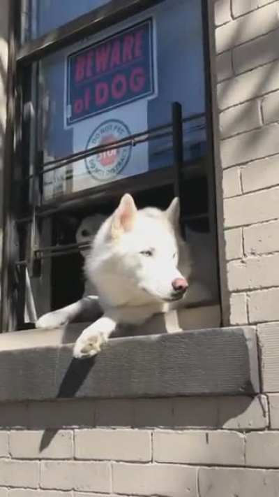 Just some doggies