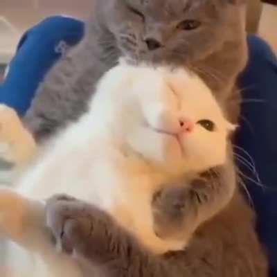 when i say i need cuddles, i mean THIS