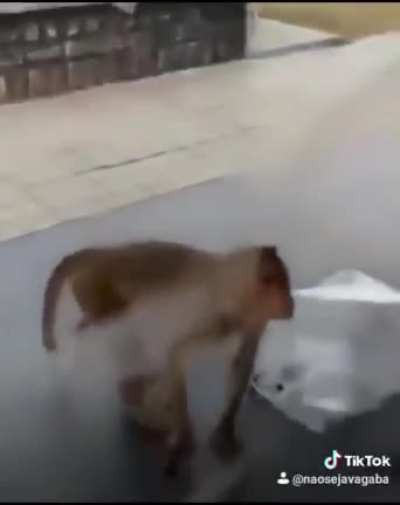 zuo o cachorro