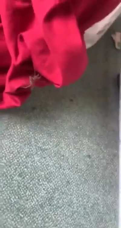 Found a spider in my sheets today. It&rsquo;s still under my bed somewhere.
